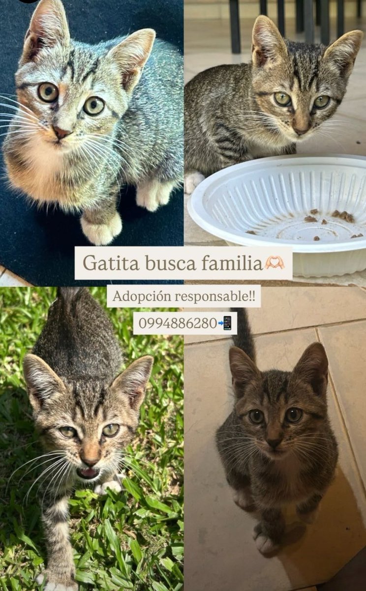 Por favor RT hasta que encuentre una Familia para dar Amor