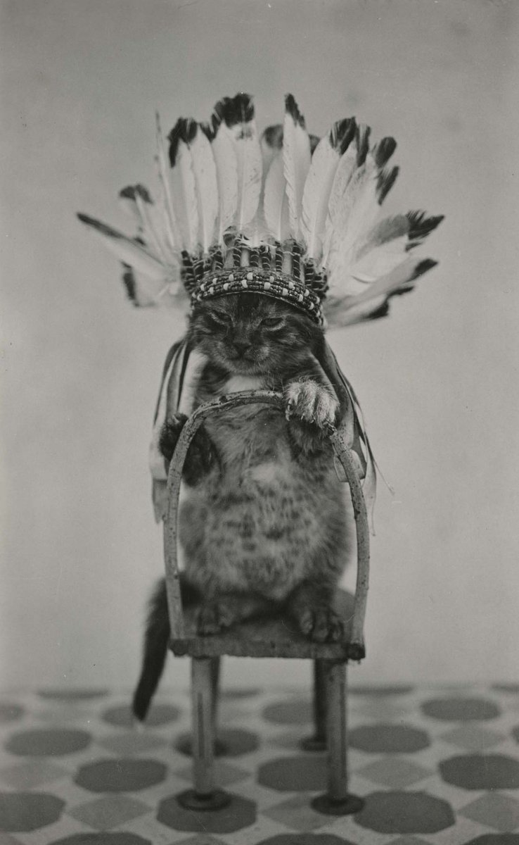 plumedsnake's tweet image. 