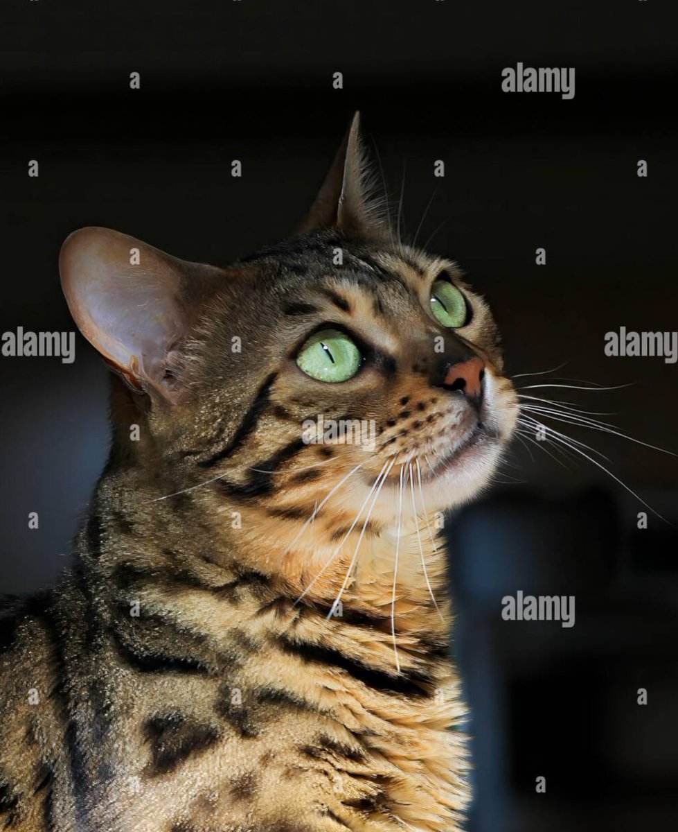 #AlamyPOTM #AlamyPets 
<a href="/AlamyContent/">Alamy Content Team</a>   
ID: 3AEP410
#BengalCat #Cat 
Bengal Cat Portrait: Alert Gaze