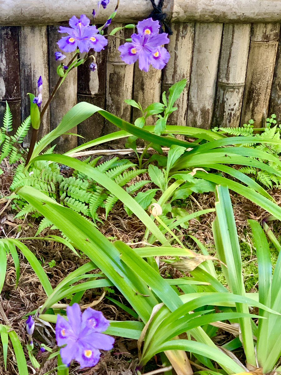 MamaFlowra's tweet photo. #seasonalplants
#flowers
#季節の植物
#中国青花シャガ https://t.co/znSYSQKb4V