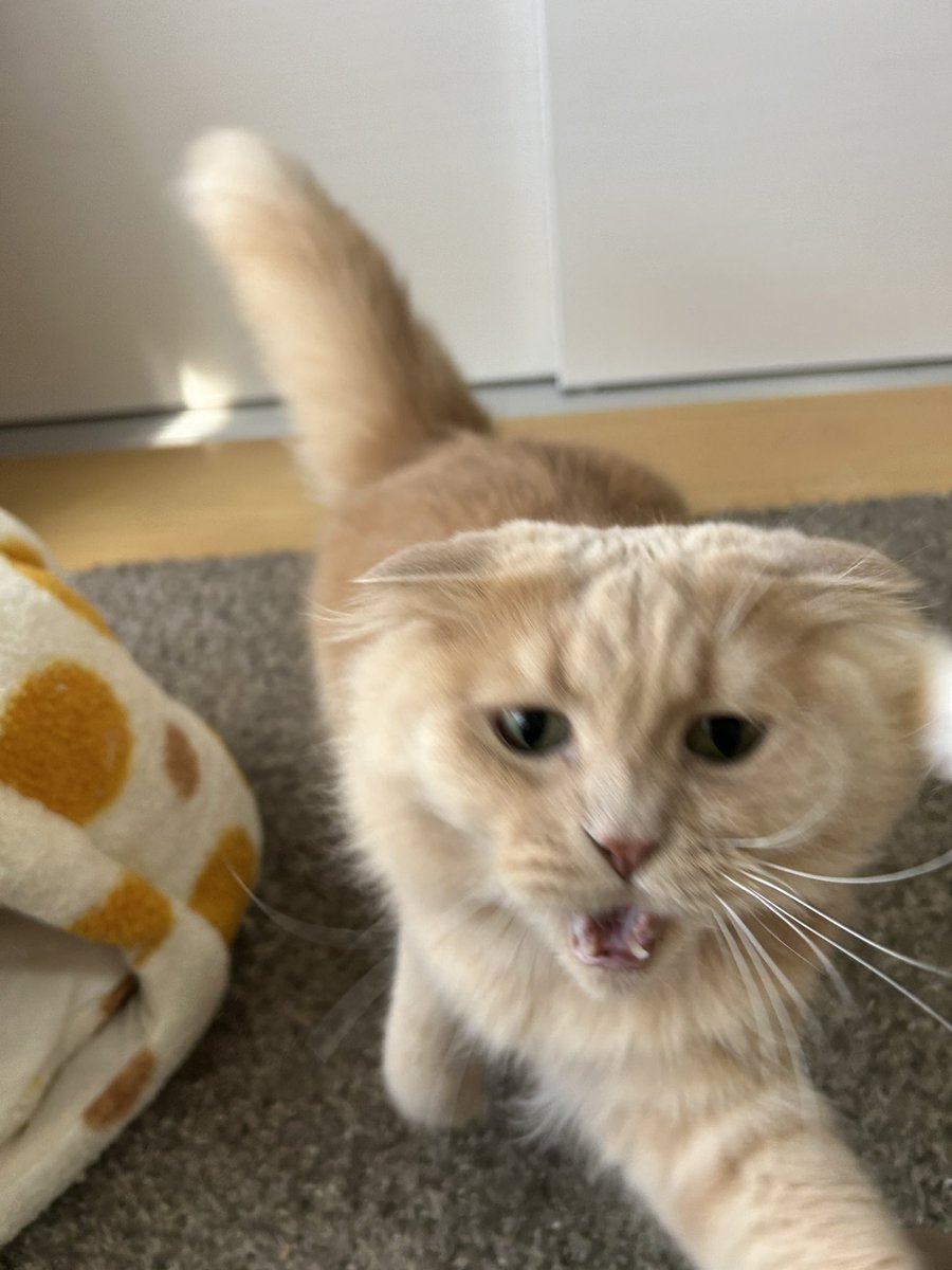 bunbun_bunta625's tweet photo. 荒ぶるブンちゃん
 #猫のいる暮らし
 #猫のいる幸せ 
 #猫のいる生活 https://t.co/YYua9HHS5F