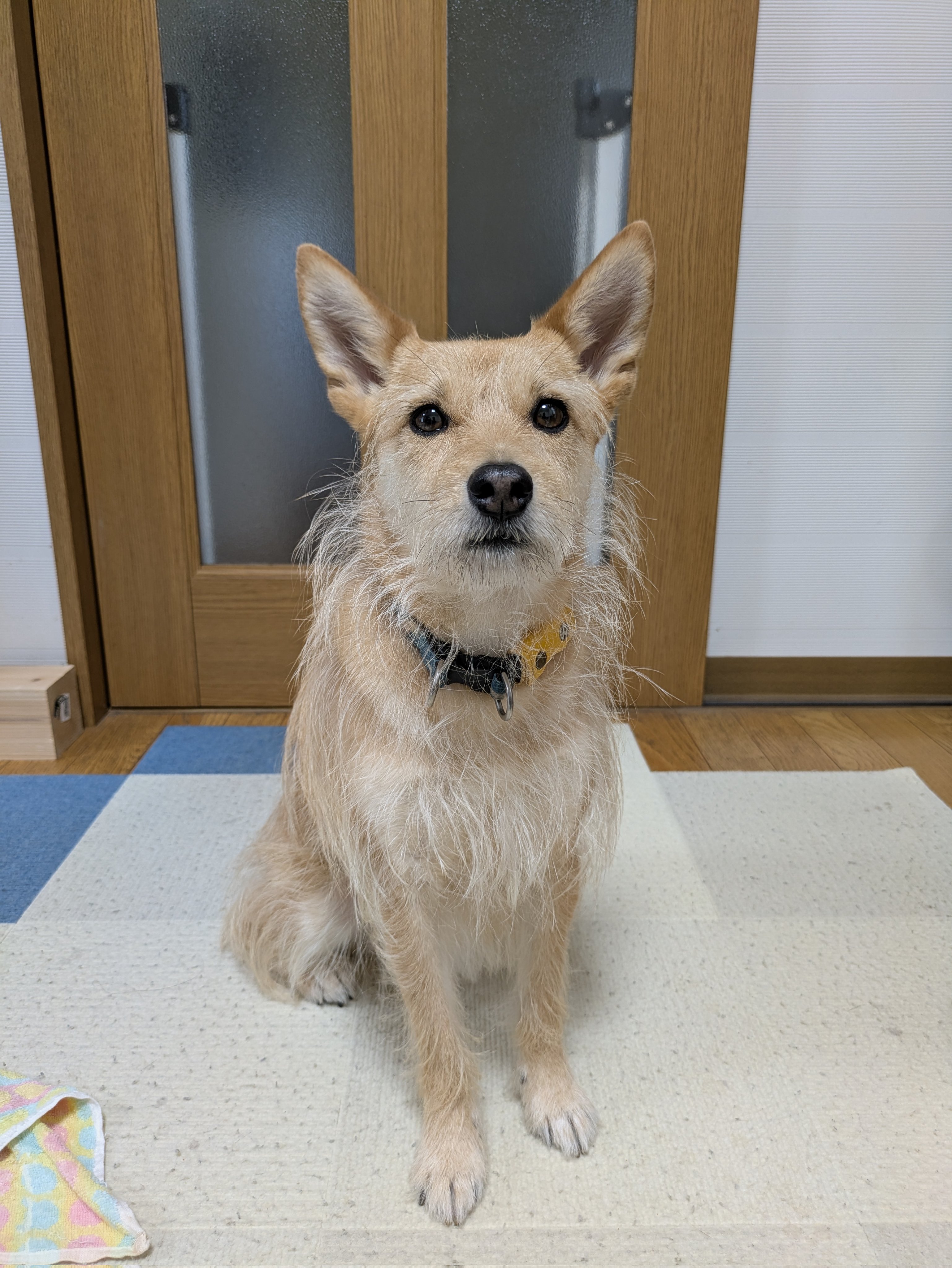 柴犬 】幸せをお届け！天使の羽根が生えた丸顔赤柴ちゃん