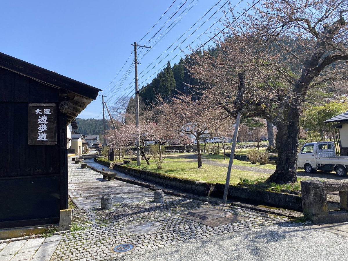 kaneyama100's tweet photo. 4月22日(火)8時30分頃
桜情報　大堰公園

本日も1分咲きです！
暖かい1日になりそうなので、どんどん開花する予想です！ https://t.co/BxUejfRPTq