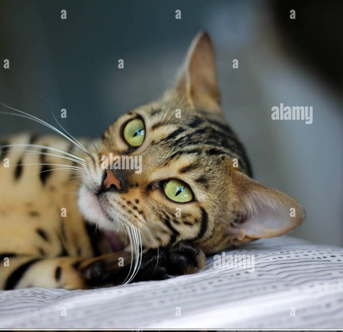 #AlamyPOTM #AlamyPets 
<a href="/AlamyContent/">Alamy Content Team</a>   
ID: 2SND8AH
#BengalCat 
Emerald Eyes: The Majestic Gaze of a Bengal Cat