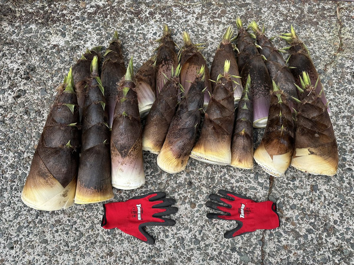 ←日曜日のニョッキ🎍
　　　　　本日のニョッキ🎍→

だいぶ採れるようになってきたよ