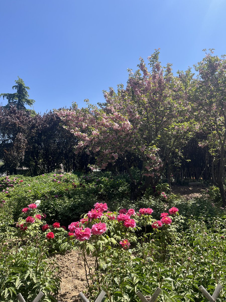 Peony Group tweet media