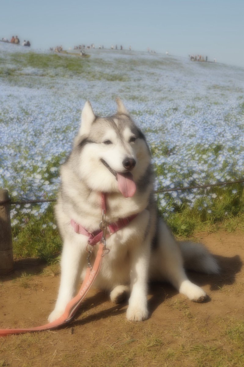 nonno0106's tweet image. カメラ設定ミスで
アレっぽい写真になってしまった