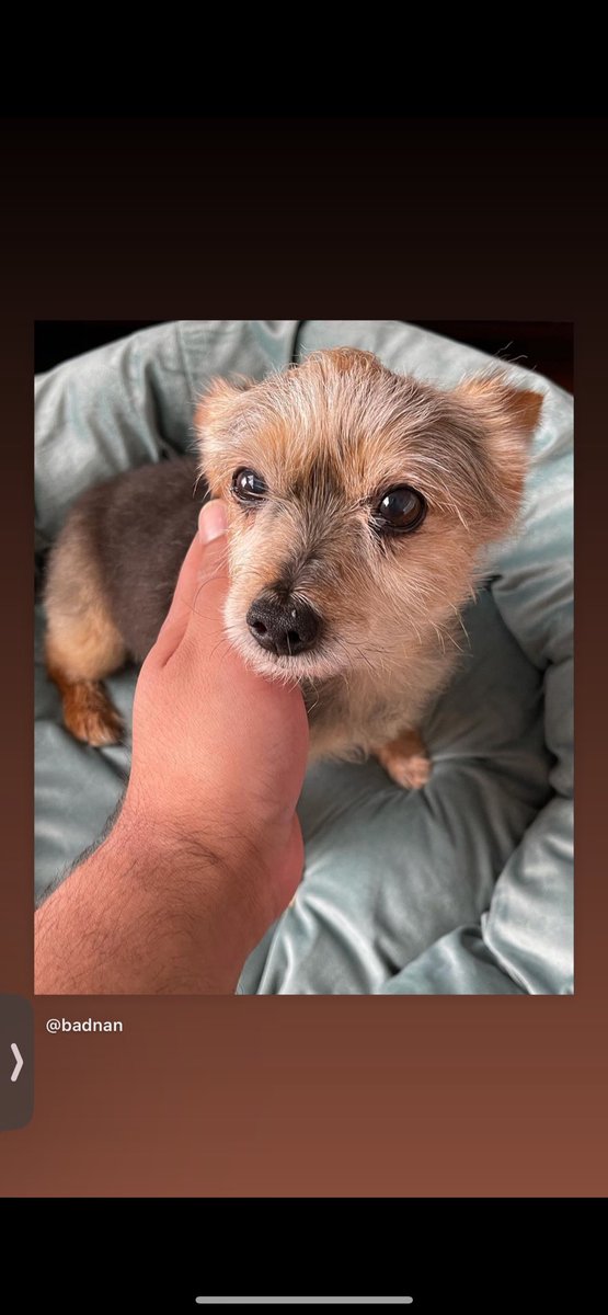 Love and miss you Napoleon. Grateful for our 13 years since together every single day. Since you were 10 weeks old and I was 21 - I got so lucky 🌈 #yorkie #mansbestfriend