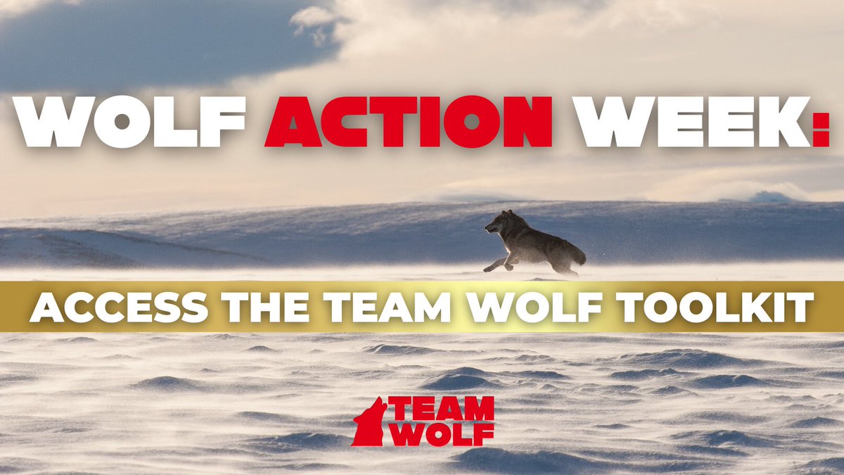 teamwolf_org's tweet photo. 🚨WOLF ACTION WEEK IS ON🚨

H.R. 845—would permanently delist Gray Wolves &amp; block judicial review. No science. No public voice.

The time to act is NOW before Congress votes 👇

✉️ Mon: Letters

📞 Tues: Calls

📱 Wed: Post

Access the toolkit here: https://t.co/jL8O7Os2TK https://t.co/DCGwuNs3dZ