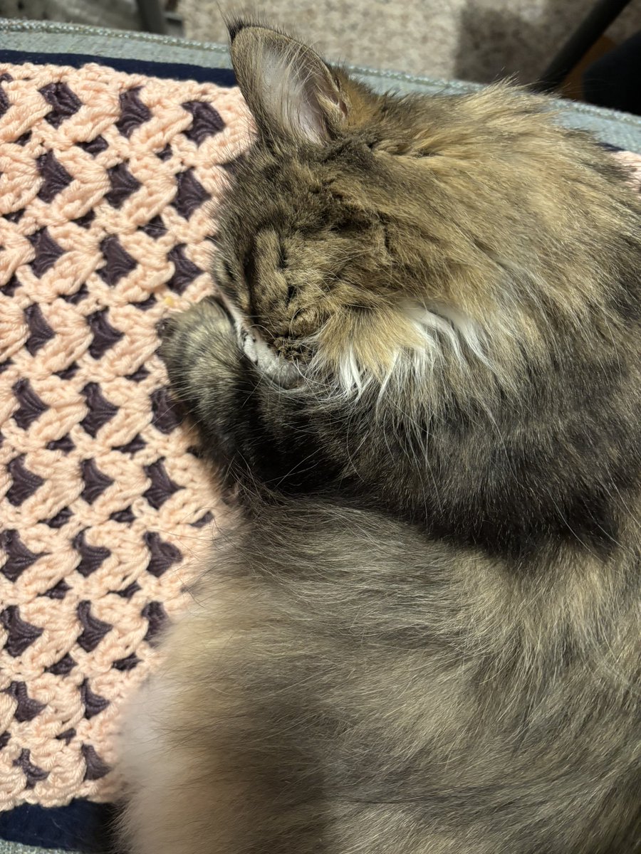 Holly Purr⚜️ (@littlemainecoon) on Twitter photo I’m so happy to be comfy on my blankie from Toby’s Mommy. My Mommy is working on a puzzle next to me. #LovedKitty
<a href="/JusticeToAll/">JusticeToAll ~ 🙏 🇺🇦 ⚖️ 🚀</a> <a href="/MaineCoonCatsOH/">Reny, Cat Nip Enthusiast</a> <a href="/Robin2020Rockin/">Nyx Cat black panfur goddess of the night</a> I’m so happy to be comfy on my blankie from Toby’s Mommy. My Mommy is working on a puzzle next to me. #LovedKitty
<a href="/JusticeToAll/">JusticeToAll ~ 🙏 🇺🇦 ⚖️ 🚀</a> <a href="/MaineCoonCatsOH/">Reny, Cat Nip Enthusiast</a> <a href="/Robin2020Rockin/">Nyx Cat black panfur goddess of the night</a>