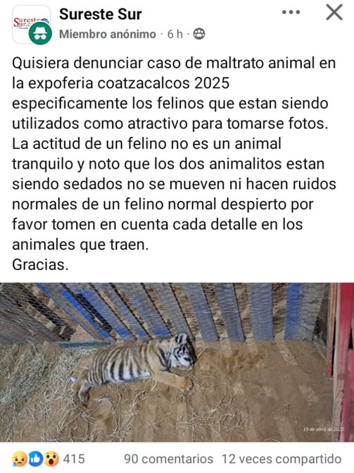 DianaSansores7's tweet photo. Por favor, ¿qué es esto? EXIGIMOS @PROFEPA_Mx actúe "SALVANDO" a felinos explotados, sedados, maltratados en #ExpoCoatza2025 @SEMARNAT_mx @aliciabarcena no pueden estar solapando la explotación animal! @supercivicosmx @APASDEM @ovis_ac @REDACAnimal @mariana_boy @SEDEMAVeracruz https://t.co/KATFwVnt1M