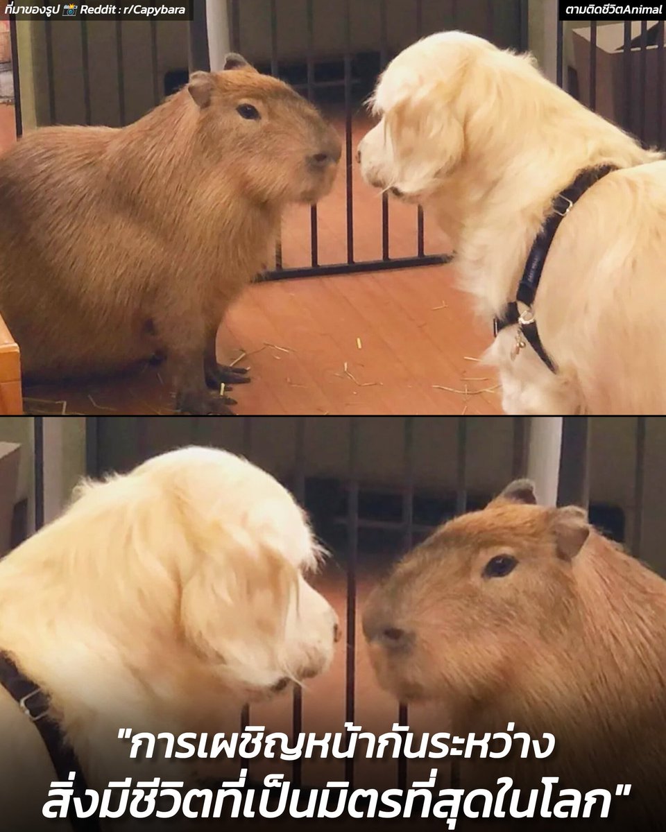 AnimalFW_TH's tweet photo. Golden VS Capybara : สิ่งมีชีวิตที่เป็นมิตรที่สุดในโลก 2 ตัวกำลังเผชิญหน้ากัน และกำลังถกเถียงกันอยู่ว่า "ใครคือที่สุดของความเฟรนลี่" แล้วเราล่ะฮะ คิดว่าใครจะชนะ 😳😦🥹🥰 
อาณาจักรสัตว์โลก มีม&สาระ By ตามติดชีวิตAnimal

#โกลเด้น #คาปิบาร่า #หมา #แมว #อาณาจักรสัตว์โลก #ตามติดชีวิตAnimal