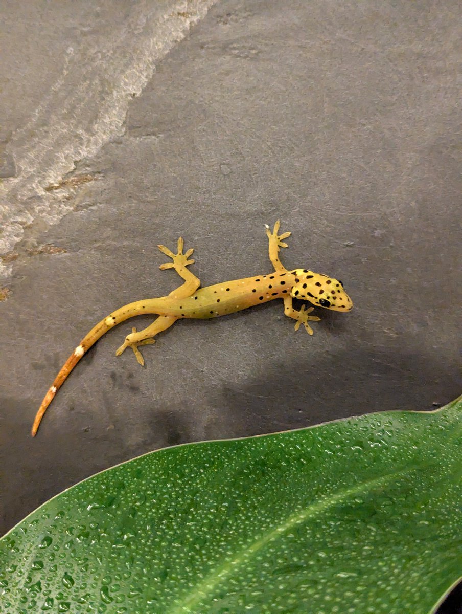 yumarumori's tweet image. 石壁に透ける姿は、もはやイエローダイヤ
撮影した本人ですらAI生成を疑う

Pseudogekko smaragdinus は不思議に満ち、そして飼いこむほど美しくなる。薄明薄暮に鳴く声も可愛らしい。

「地球からのおくりもの」という言葉がピッタリだ
[筆: キヨ]

#yellowdianond
#fancycolordiamond
#gecko