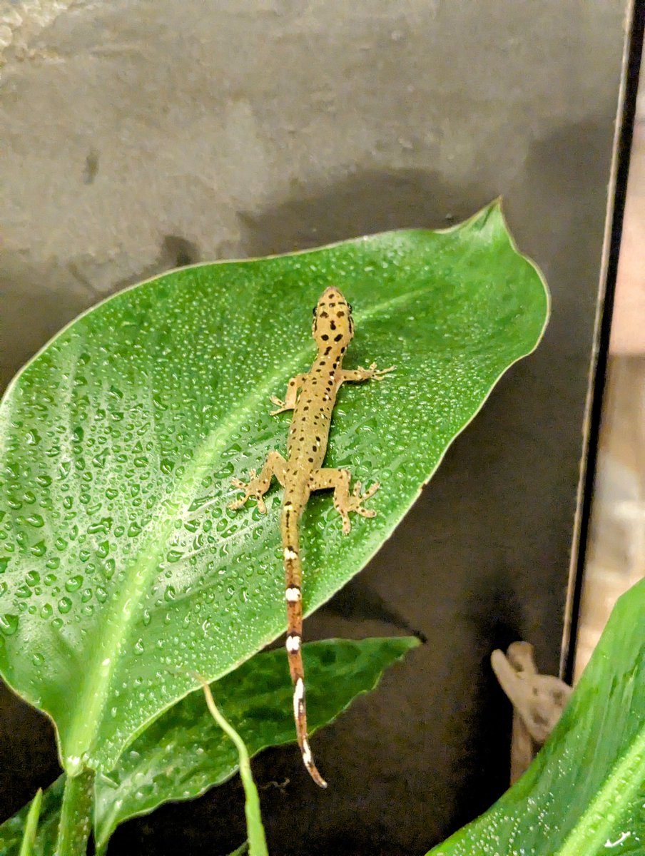 yumarumori's tweet image. 石壁に透ける姿は、もはやイエローダイヤ
撮影した本人ですらAI生成を疑う

Pseudogekko smaragdinus は不思議に満ち、そして飼いこむほど美しくなる。薄明薄暮に鳴く声も可愛らしい。

「地球からのおくりもの」という言葉がピッタリだ
[筆: キヨ]

#yellowdianond
#fancycolordiamond
#gecko