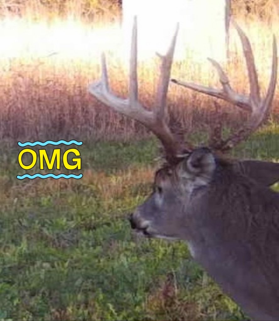 45yrsArmy's tweet photo. 2024 Kansas Buck https://t.co/jky5CRAZJK