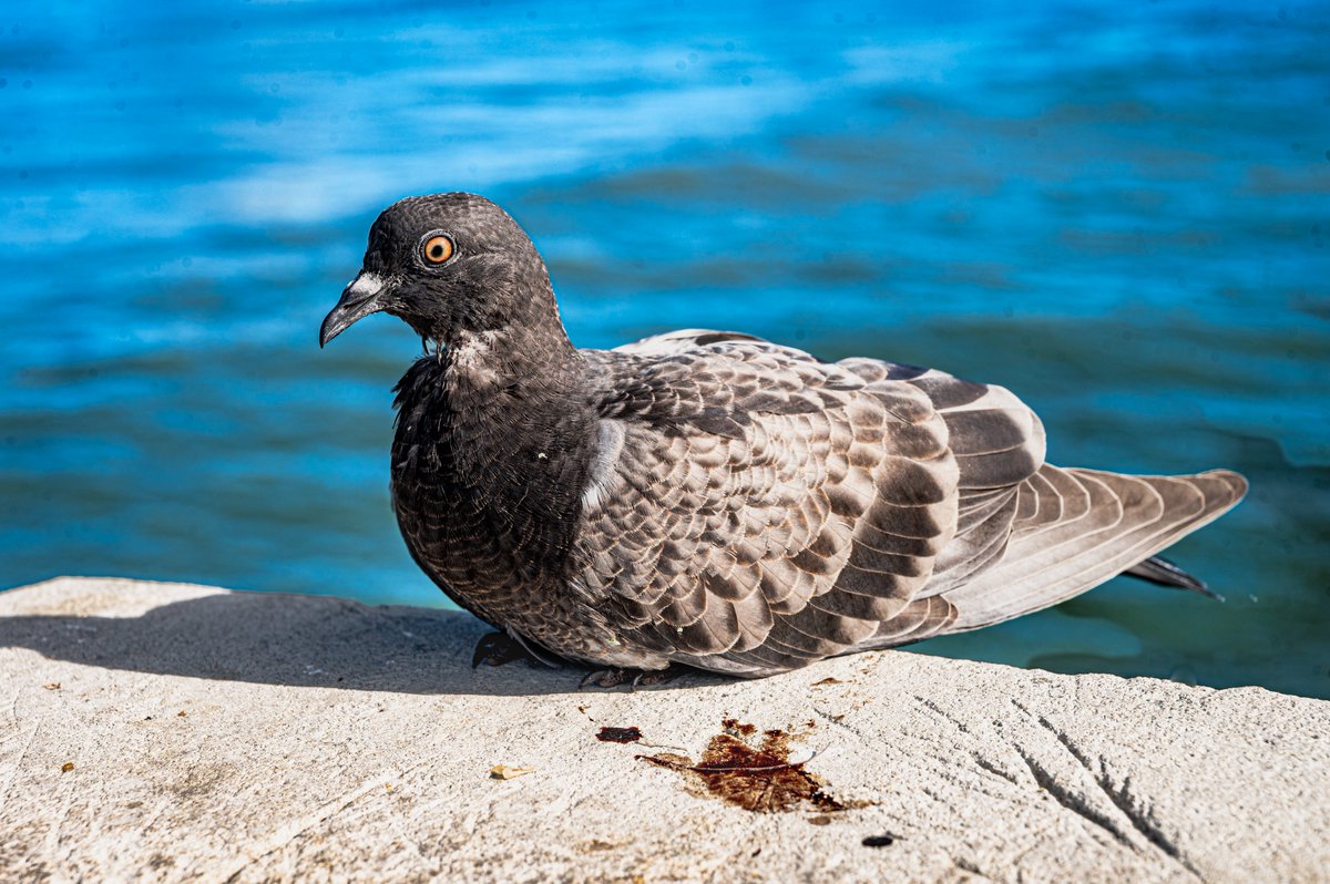 23Cyberwolf's tweet photo. This bird wanted to smile for the camera #birdphotography #nature #NaturePhotography https://t.co/jODn9YVbMJ