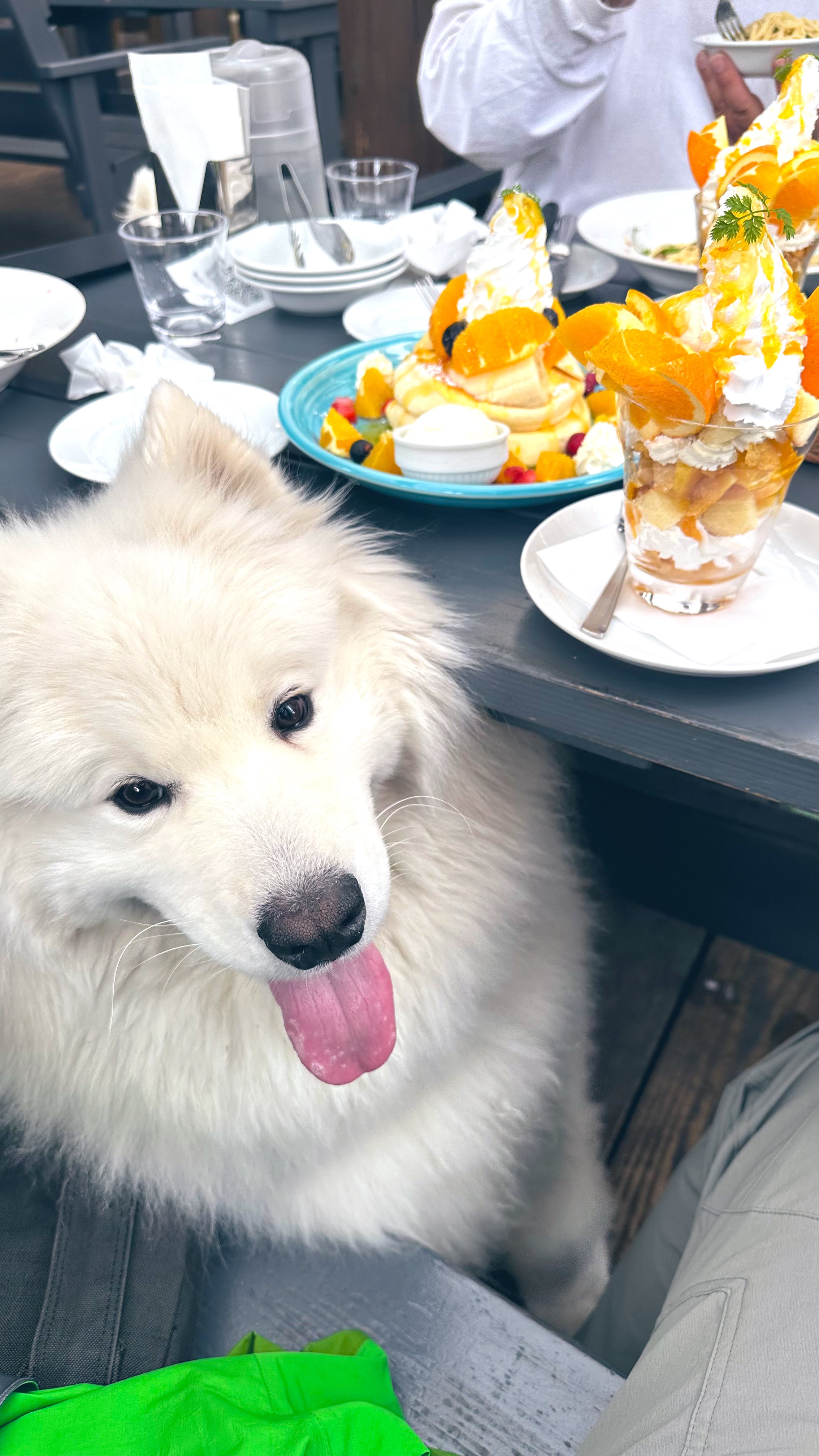サモエドのソラン soran the samoyed (@samoedsoran) / X サモエドのソラン soran the samoyed (@samoedsoran) / X