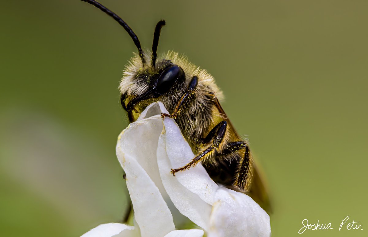 JP_Photos's tweet photo. I was fortunate to get these close-up #macrophotos of #bees on some white #flowers 

Like, share, and follow for more!

#macrophotography #photography #naturephotography #nature #cute https://t.co/QstPLmWtLj