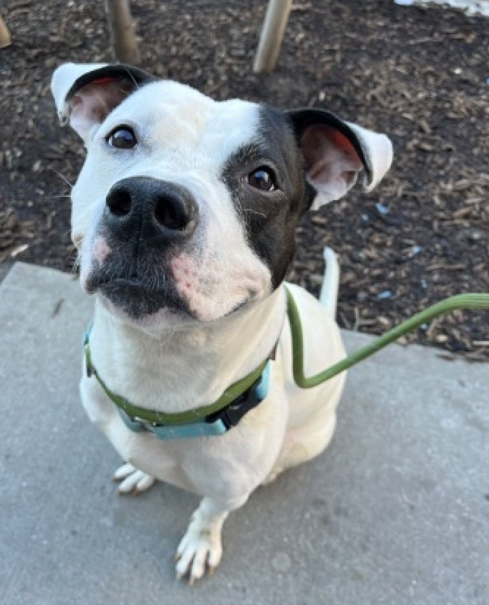 #DogoftheDay 🏗️🪨🚧⛏️DIG DUG ⛏️🚧🪨🏗️
🚧A 4yr old, dropped off/found stray @50thPrecinct, Kingsbridge Ave, Bronx, NYC 🪨 55 days ago

Just a good boy looking for humans he can trust, who will love🥰him no matter what, who will promise to help him. ▶️▶️nycacc.app/browse/222512