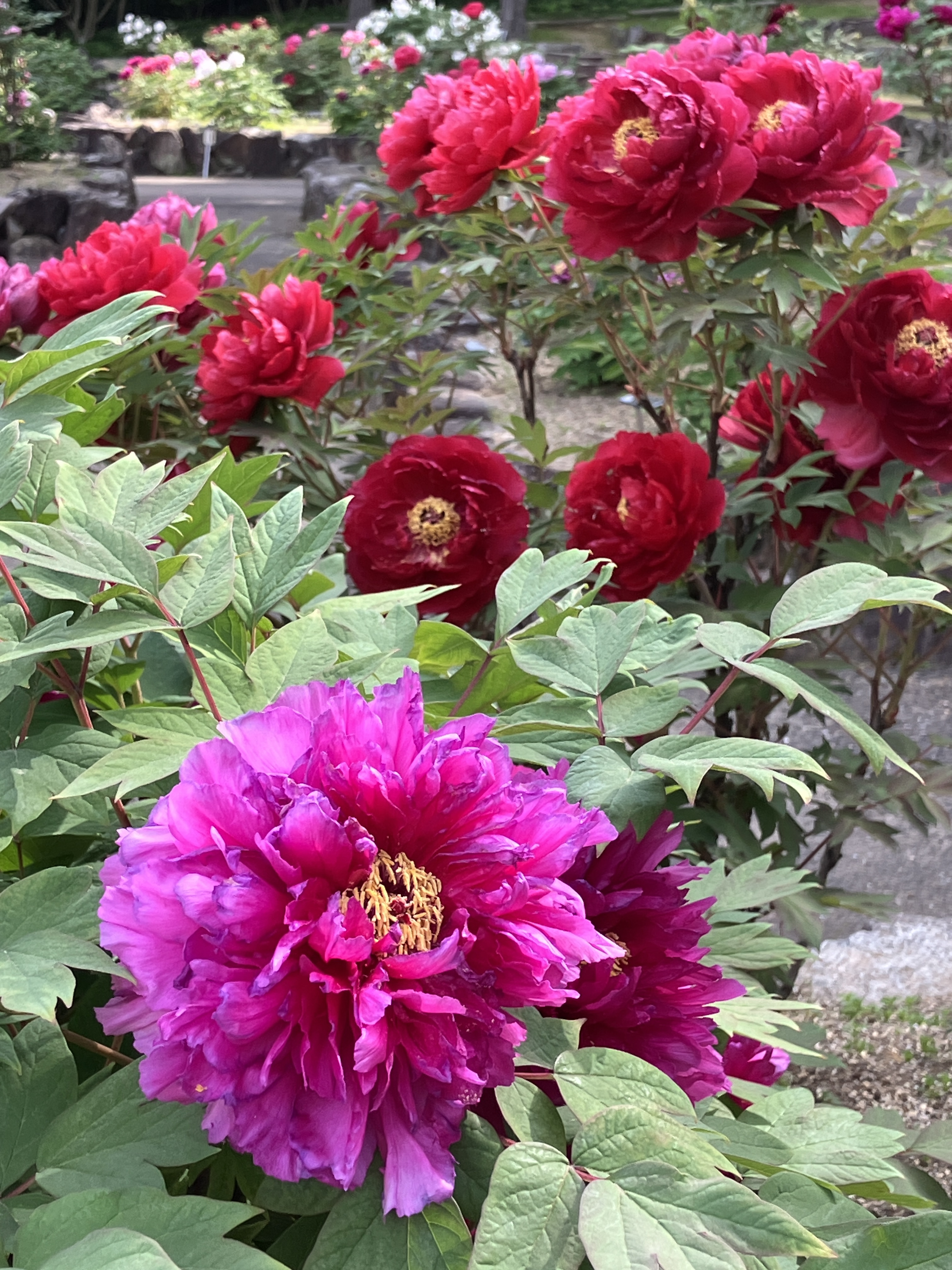 大阪府立花の文化園（植物園）_公式🌼 on X: 