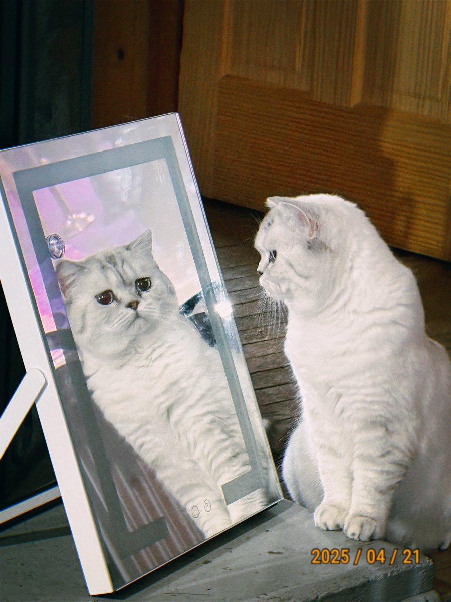 My cat modeling in front of my mirror.