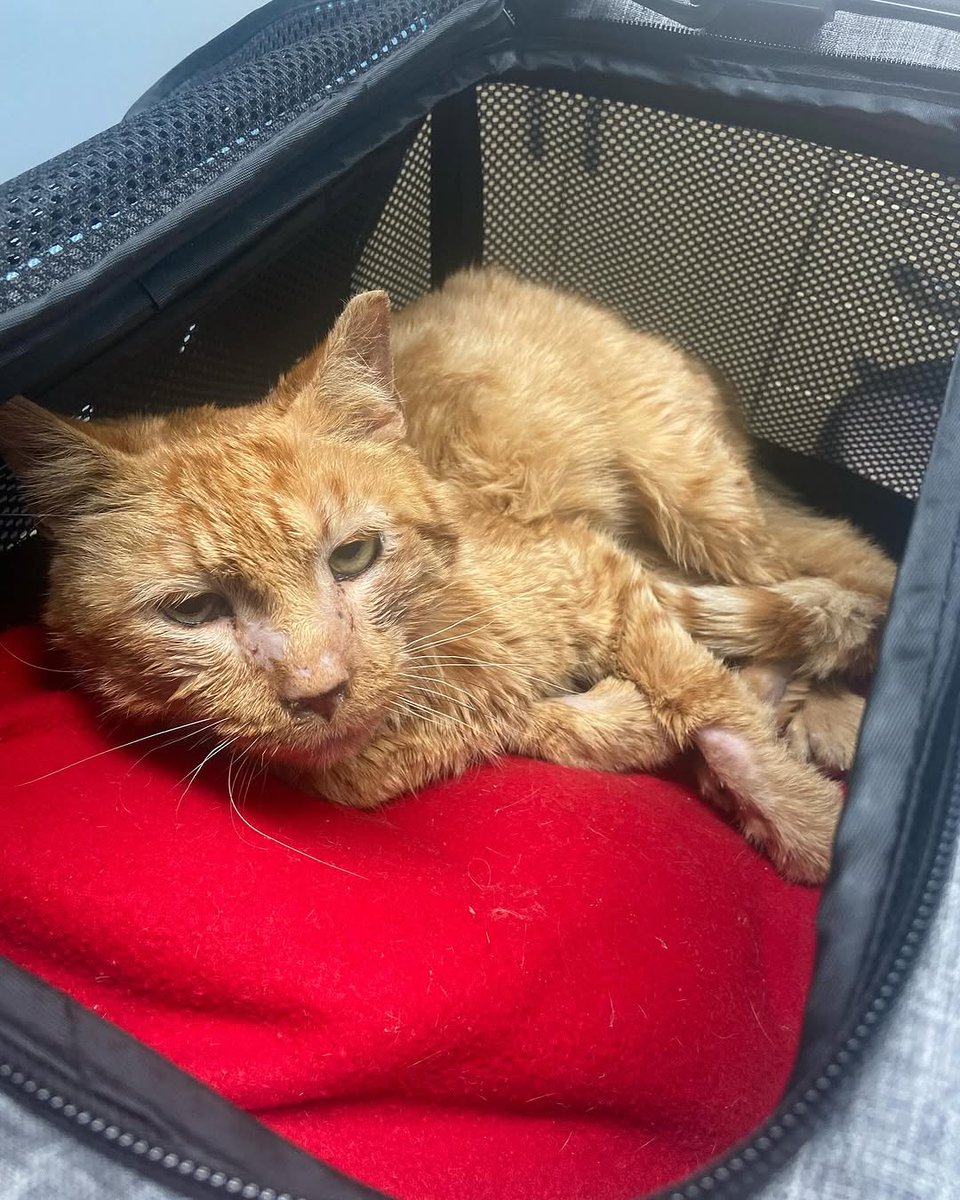 How sweet is this boy Yellow?

He’s a real trooper. Yellow went today for his follow up appointment at City Vet Care and he had lots of diagnostics to help get to the bottom of his raspy voice and chronic cold symptoms. He’s gone home loaded up with medications.
PAYPAL LINK INBIO