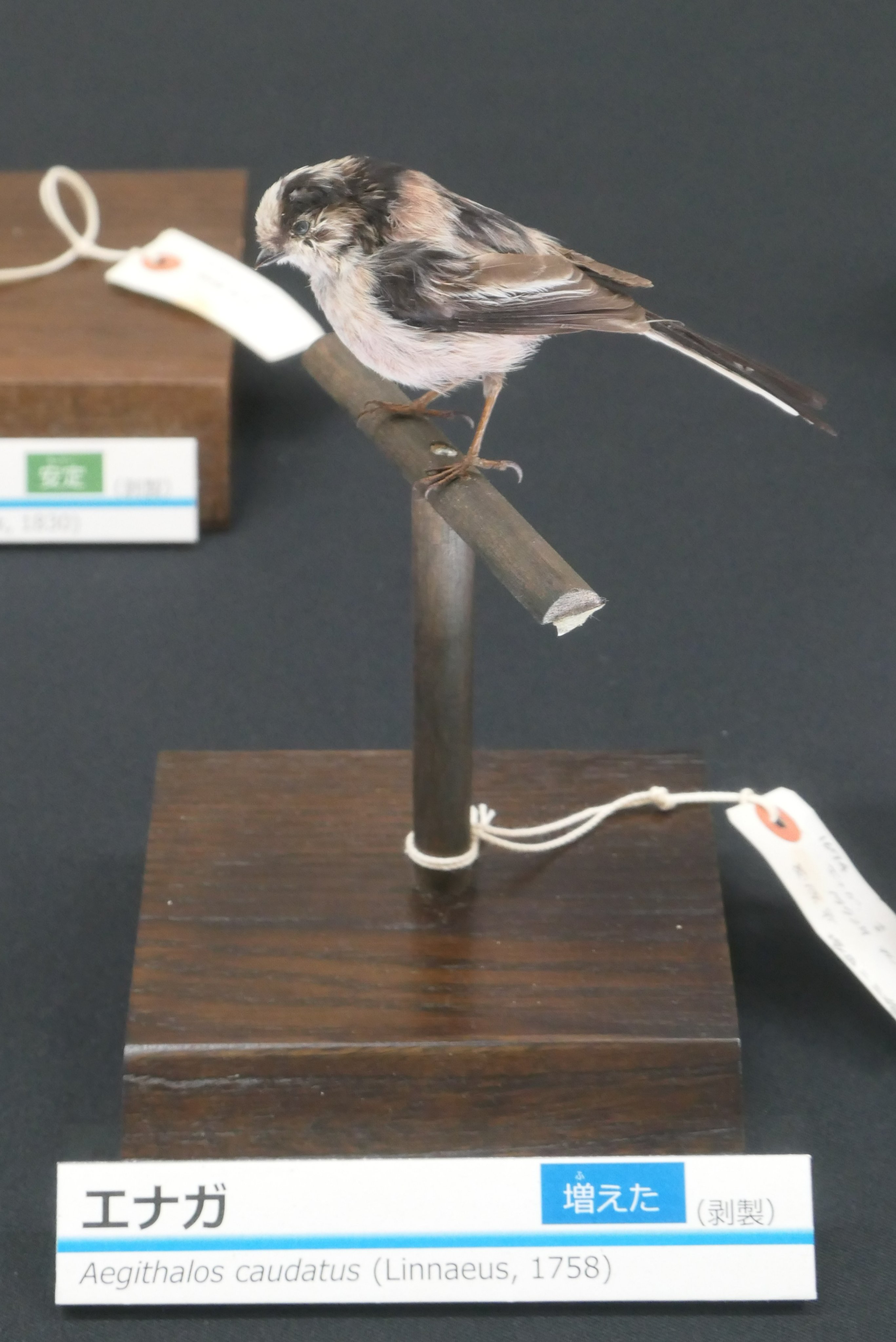 中野耕志 / Koji NAKANO (@JETBIRDER) / X 中野耕志 / Koji NAKANO (@JETBIRDER) / X