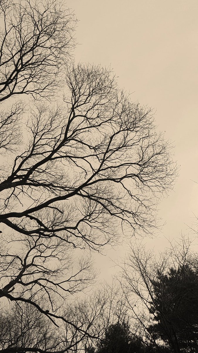 항상 앙상할것 같은 가지에서 아름다운 꽃이 핀다.