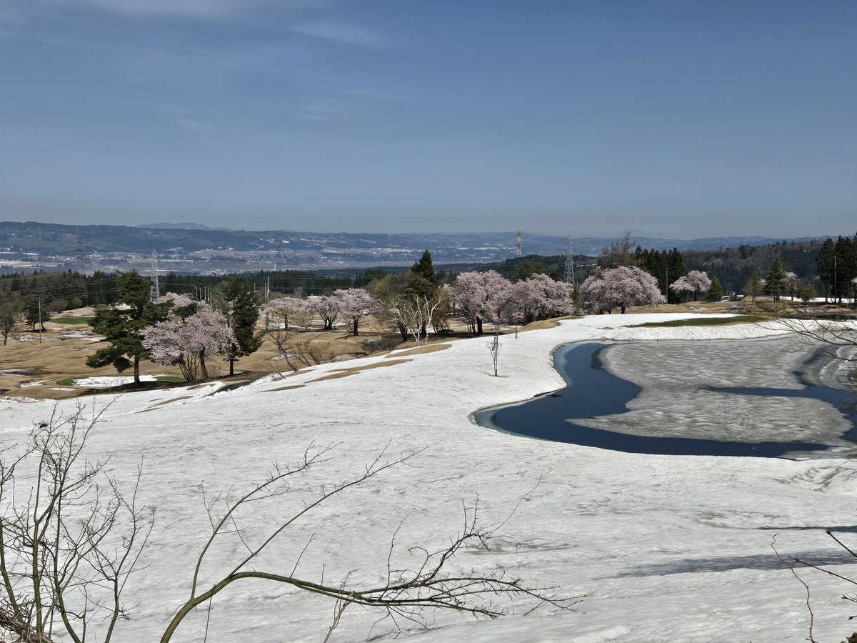 桜🌸と雪❄のコラボ✨
こう言う景色は雪国に来ないと観れないよね✨