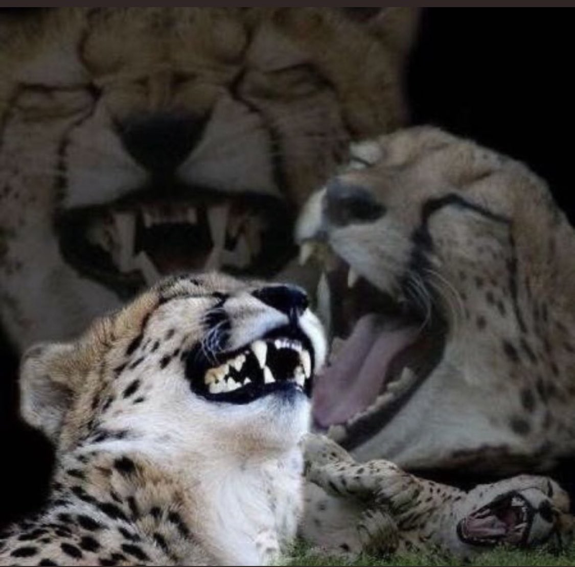 And then he said, alt season was last year