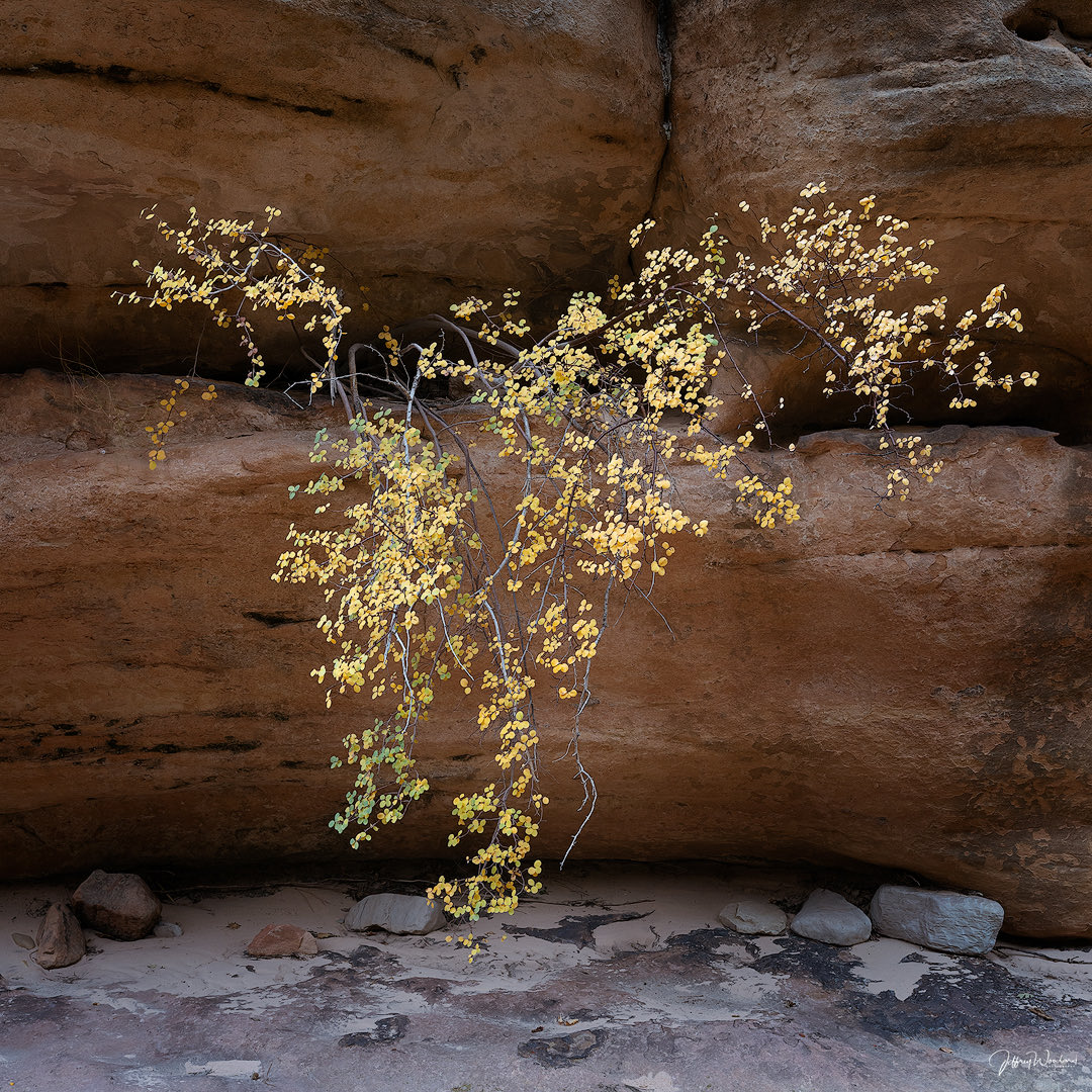 jwoodardphoto's tweet photo. #zion #zionnationalpark #autumn #autumnvibes🍁 #autumn🍁 #autumncolors #landscape #intimatelandscape #fallcolors #leaves #colors #utah #utahlandscape #nationalpark #trees #landscapephotography @zionnps #optoutside #autumnleaves #landscape_lovers #landscape_captures #zionnps https://t.co/Q80e9t2LpK