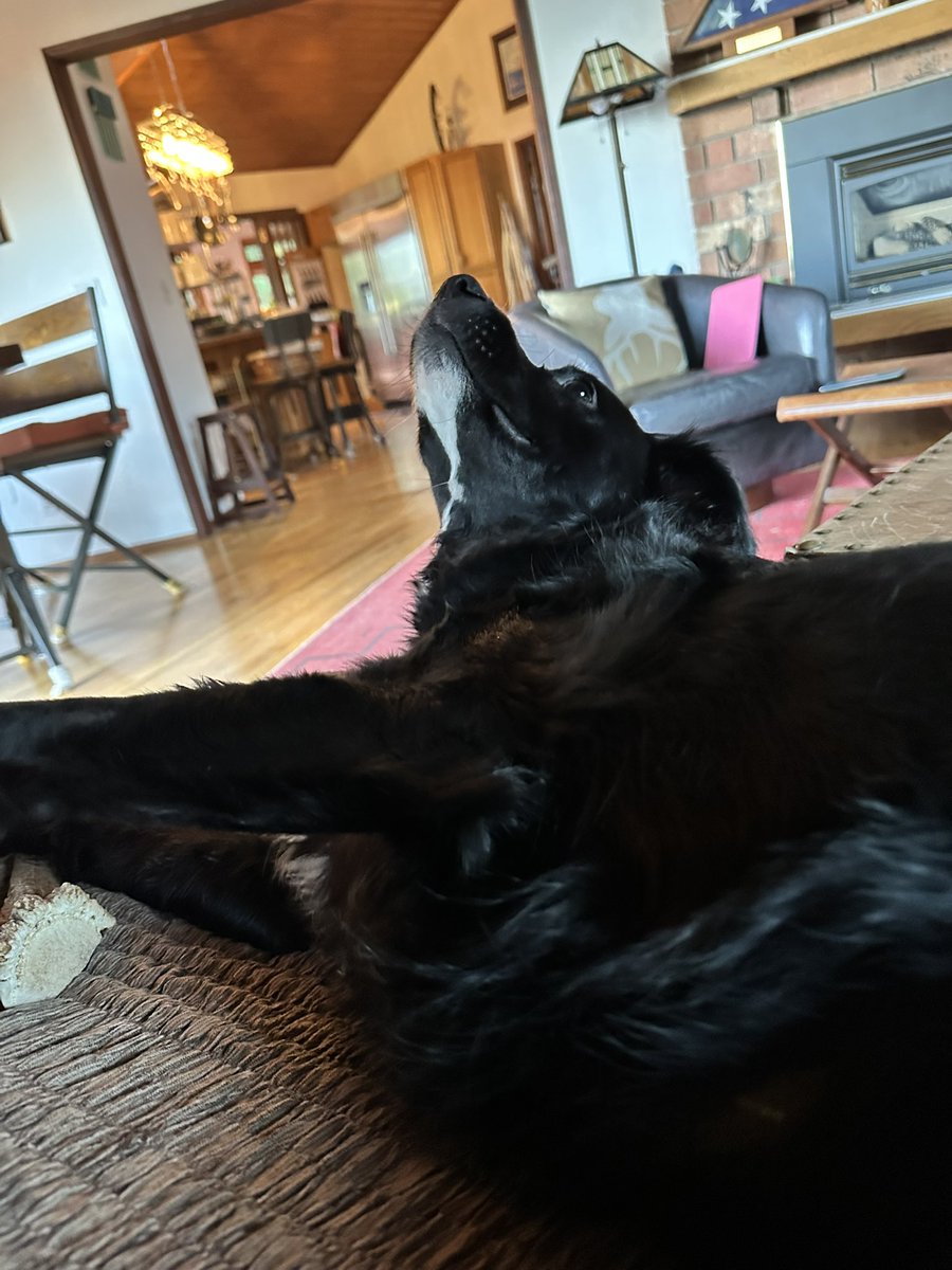 Snorripup's tweet image. OMD!!! Best Mom Friend had a birthday on Saturday and we had a pawsome party and now I still sleepy!!!!