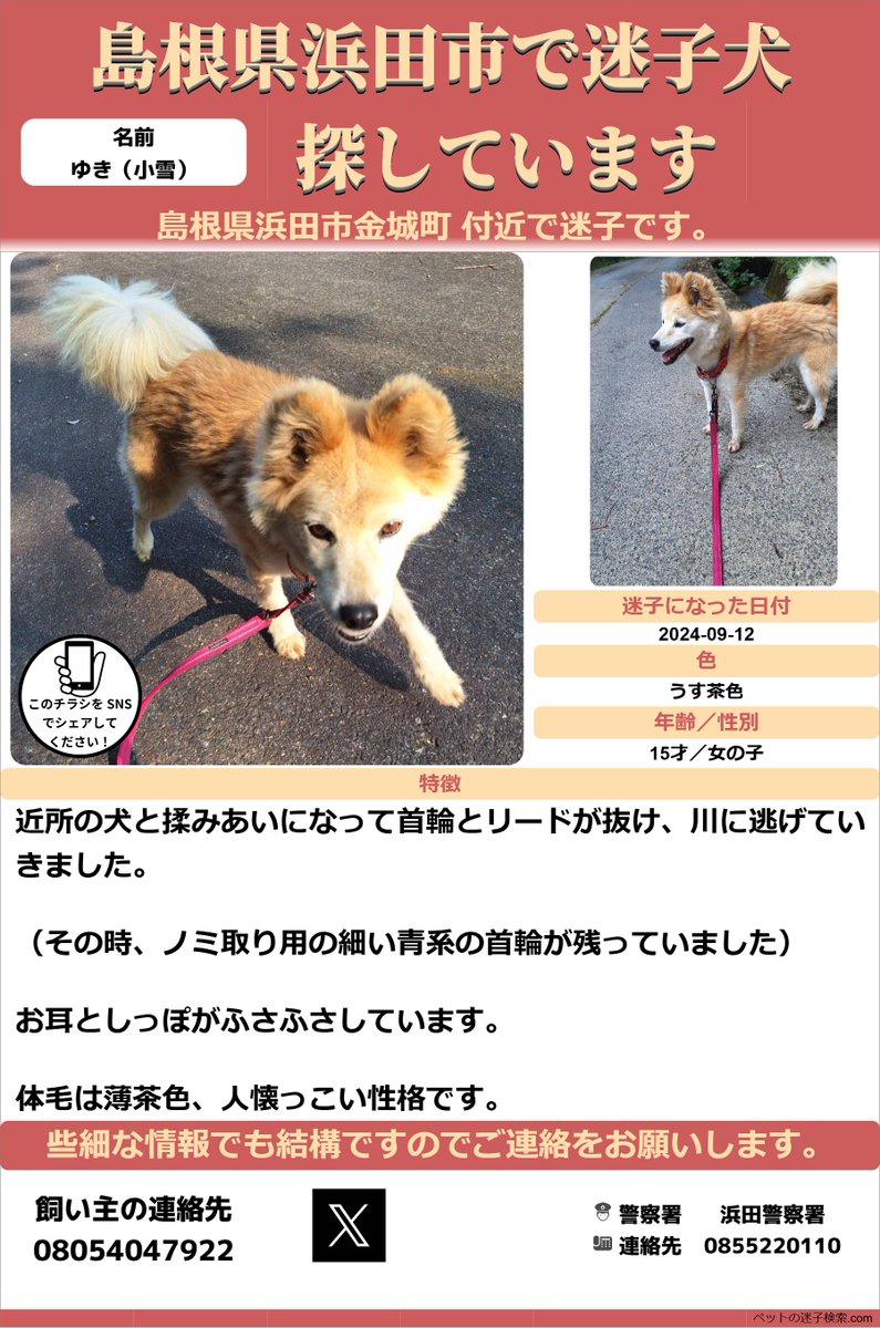 #島根県 #浜田市 #金城町 #旭町 ＃雲城 #佐野町 #迷い犬 #ワンちゃん #迷子犬 #雑種 #メス

※ポスター再作成

昨年9月12日〜行方不明

皆様のお知り合いや親戚に「島根県」の方はいませんか？
お力添えをいただけますと幸いです🙇

以下全て実施済
・ペット探偵
・保健所
・警察
・道路局
・動物病院