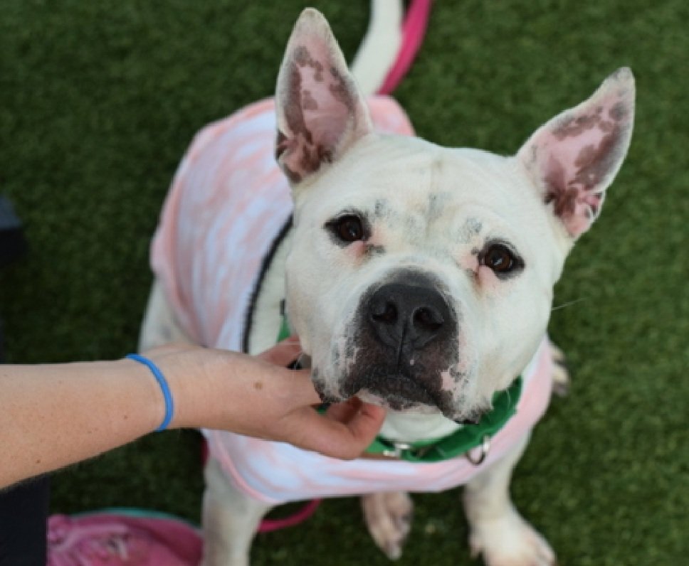 Morgan Fairchild's Dogs (@morgfairsdogs) on Twitter photo Zenni 224342
Listed TBK 4/22 #NYCACC
2 yrs old and
Her bff, Lou-Lou 224343
8 yrs old
True Loving Companion Rescue would like to save then together, but needs a #foster
apply to foster them at👇👇
moran_r_2000@yahoo.com
Help them stay together! Zenni 224342
Listed TBK 4/22 #NYCACC
2 yrs old and
Her bff, Lou-Lou 224343
8 yrs old
True Loving Companion Rescue would like to save then together, but needs a #foster
apply to foster them at👇👇
moran_r_2000@yahoo.com
Help them stay together!
