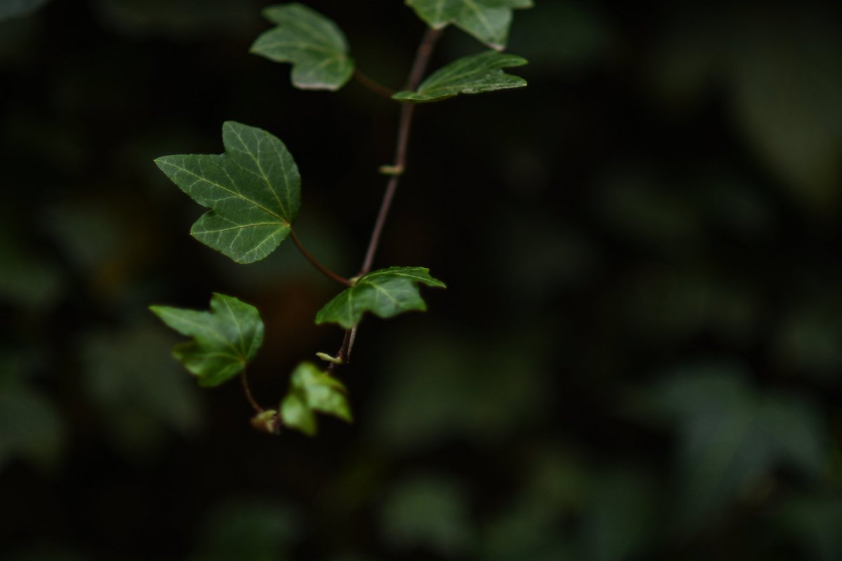 jl_manfre's tweet photo. @NikonUSA Nikon d500. I would love to go mirrorless! https://t.co/Pwq90UUX3t