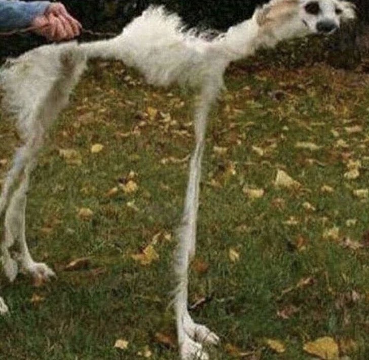 ayñññ que lindos los perros de devi 😍

paris en el sum: