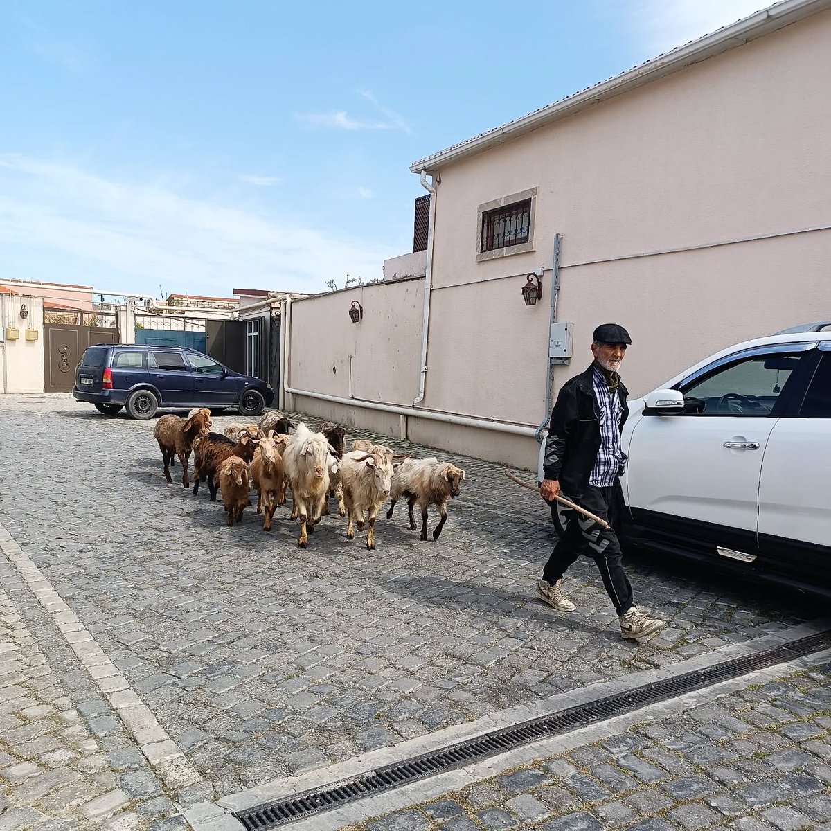 RustamHuseynov's tweet photo. #street #rural #sheep #shepherd #village #mobilephotography #moving https://t.co/5Hon39zNAM