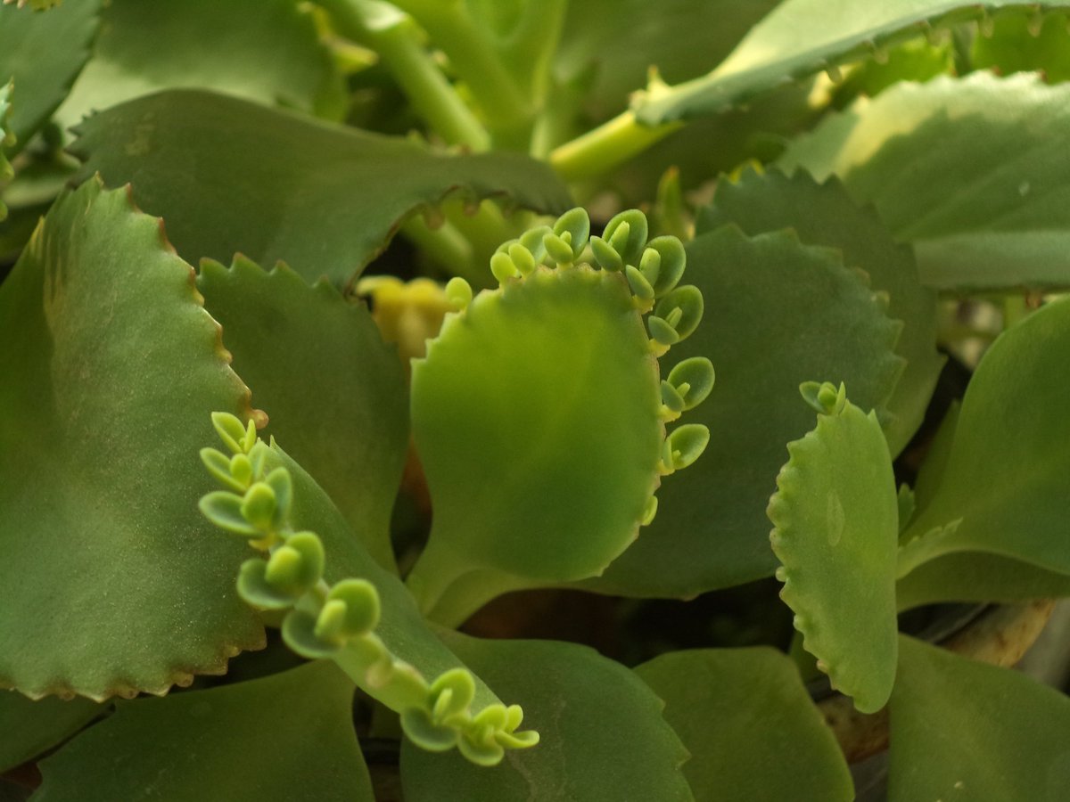 reyy 🦩| WTS DIGICAM tweet media