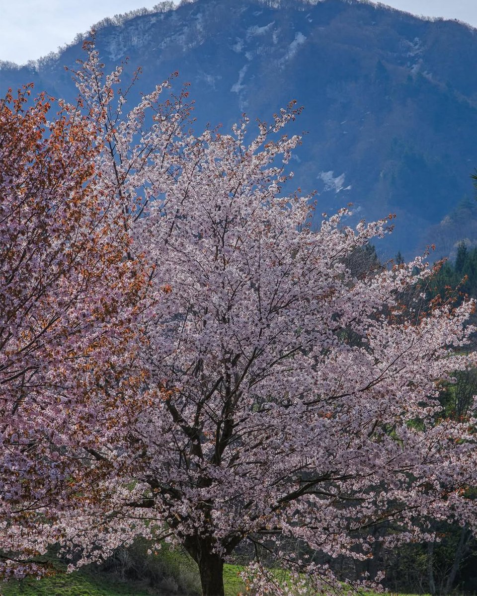 東北のおすすめ桜スポットをご紹介！🌸 名称：西蔵王の桜／山形 山の