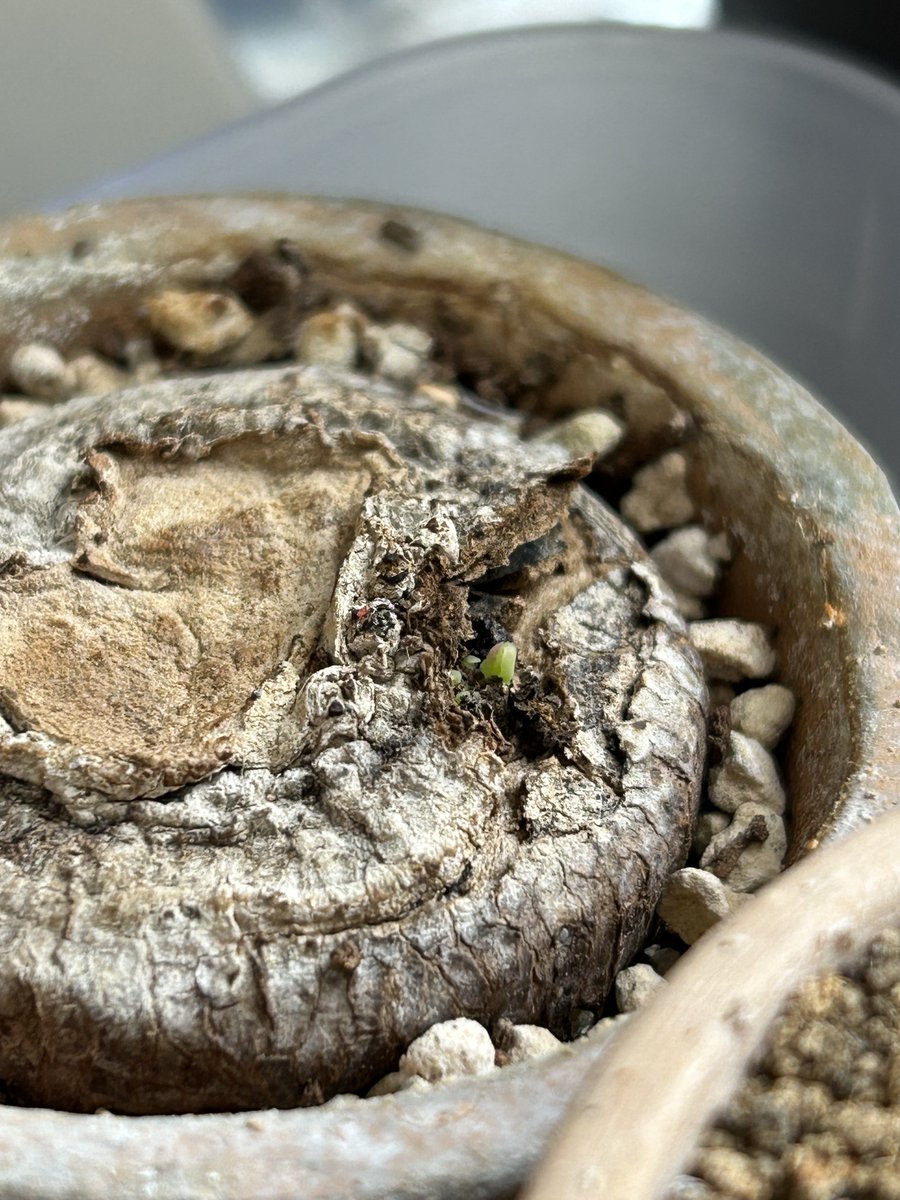 올해에도 에렉타1호가 살아났다 
너 이녀석~~! 믿고 있었다구~~!!!