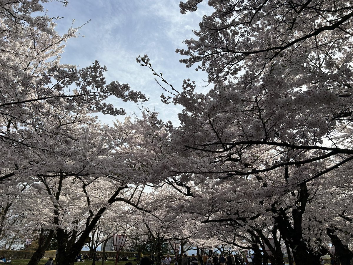 YxcArc's tweet photo. 休憩中にお花見(*´ω｀*) https://t.co/dAi23kYPUi