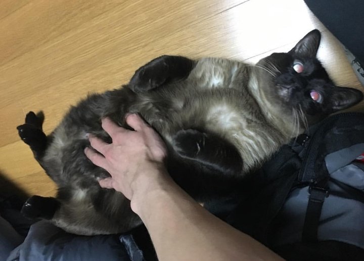 817_ysho's tweet photo. 추구미 한결같은 유승호 집사의 고양이 촬영법 https://t.co/mWu3srNiIC