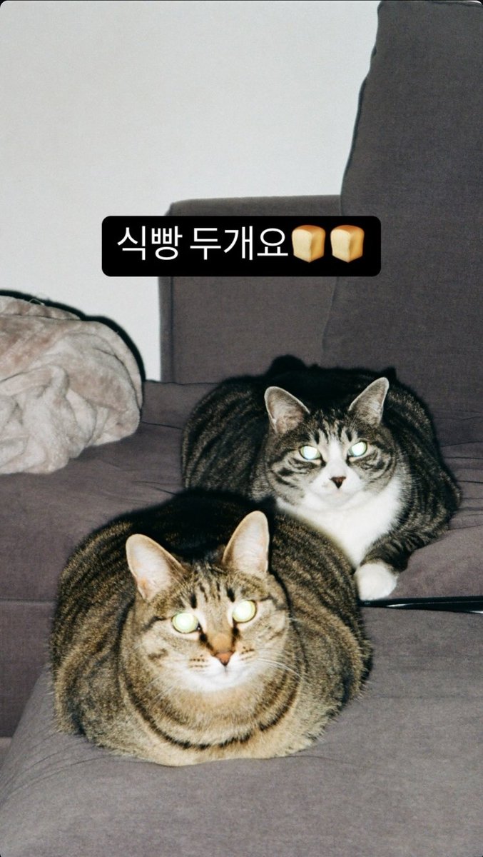 817_ysho's tweet photo. 추구미 한결같은 유승호 집사의 고양이 촬영법 https://t.co/mWu3srNiIC