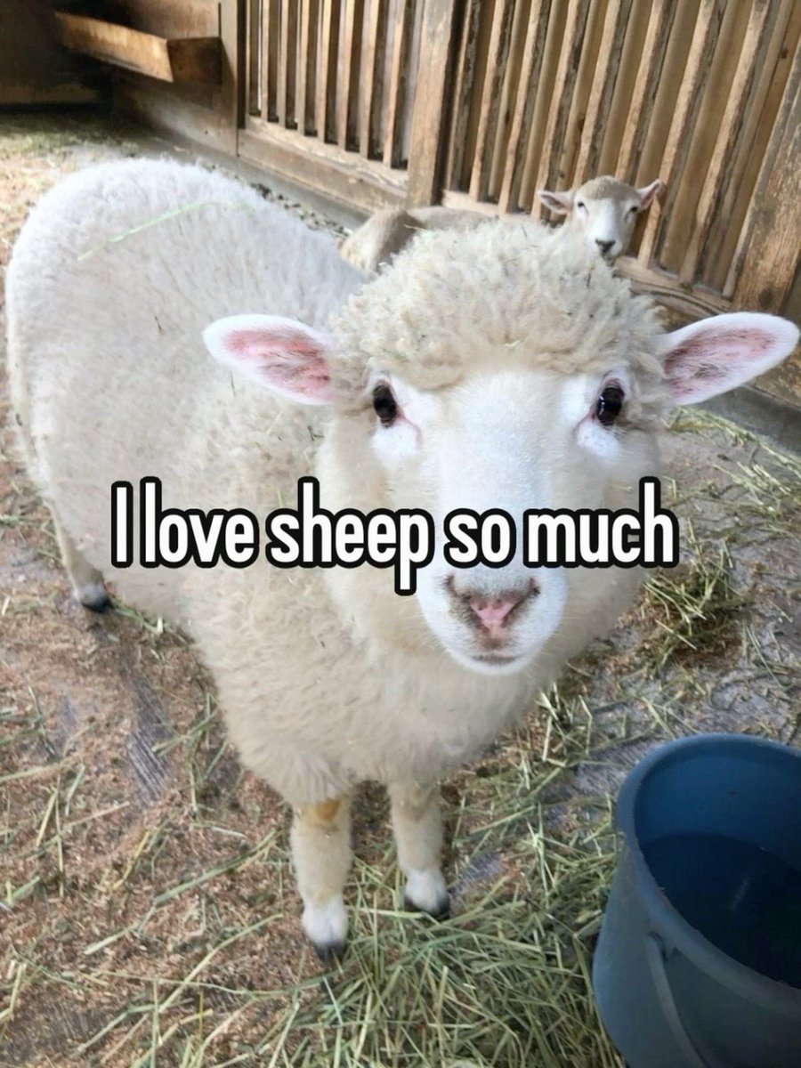 ★ Laila ★ tweet media