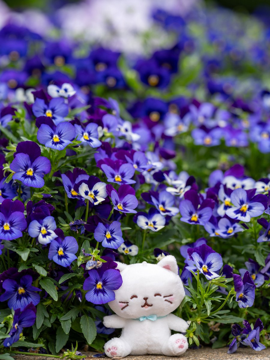 日比谷公園の花壇はチーリップ🌷がほぼ散っていましたが、ネモフィラはまだまだ見頃で、他にもたくさんの花がありミケちゃんとしろたまちゃんもニッコリ(˶ᵔ ᵕ ᵔ˶)
#ふくふくにゃんこ
#ふくふくにゃんこ集会