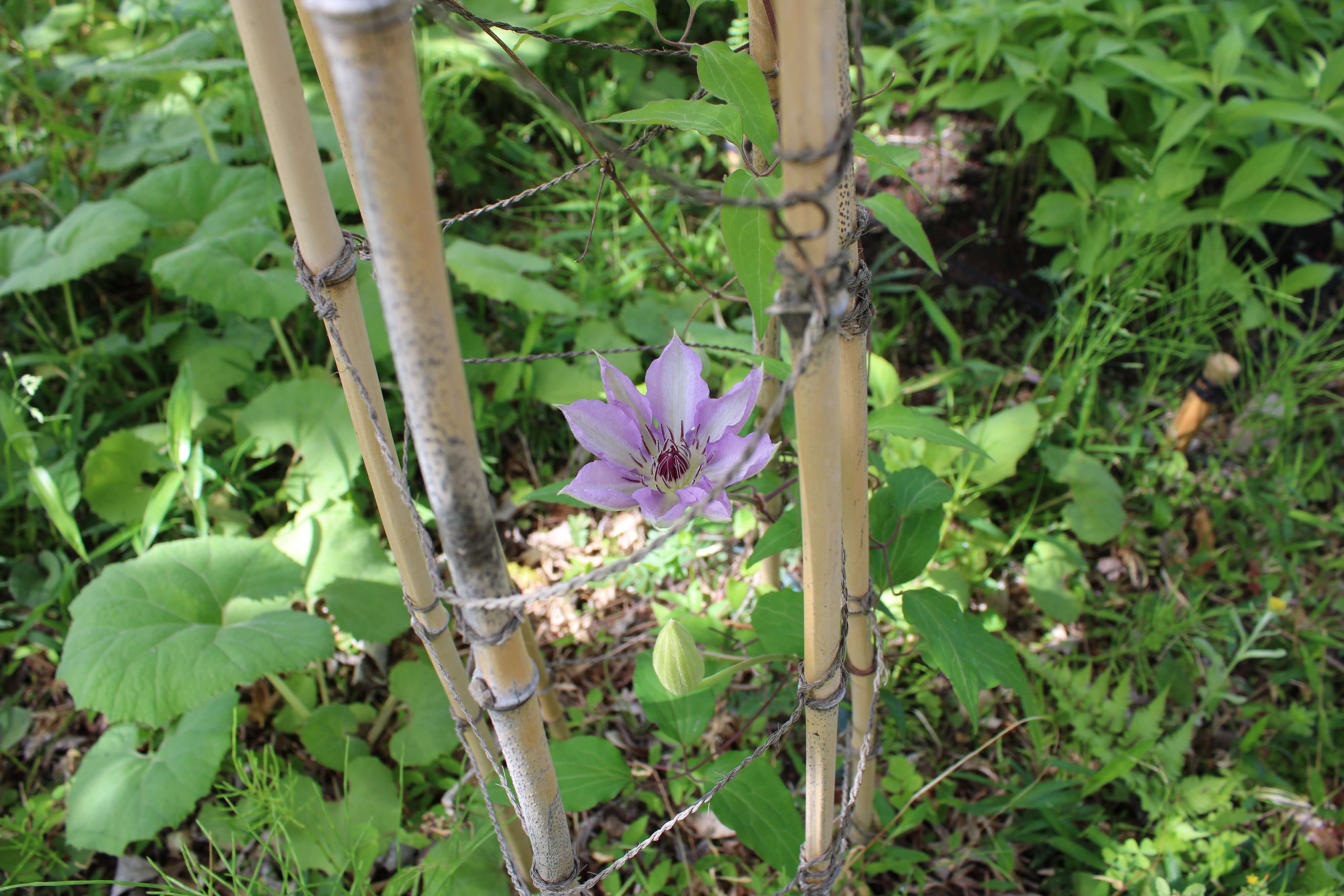 向島百花園 on X: 