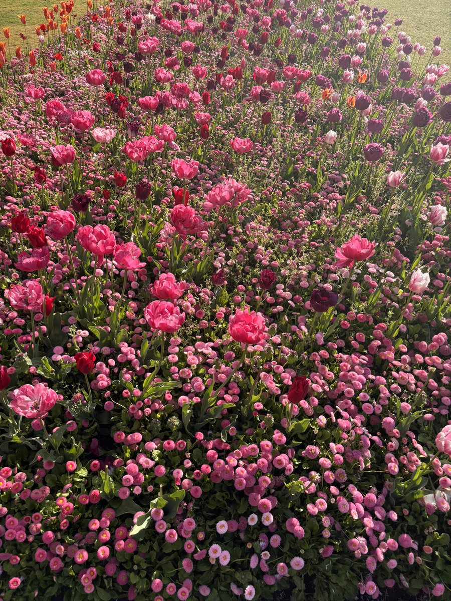 Loving this flowerbed in Victoria Embankment Gardens.
Craig Oliver.substack.com