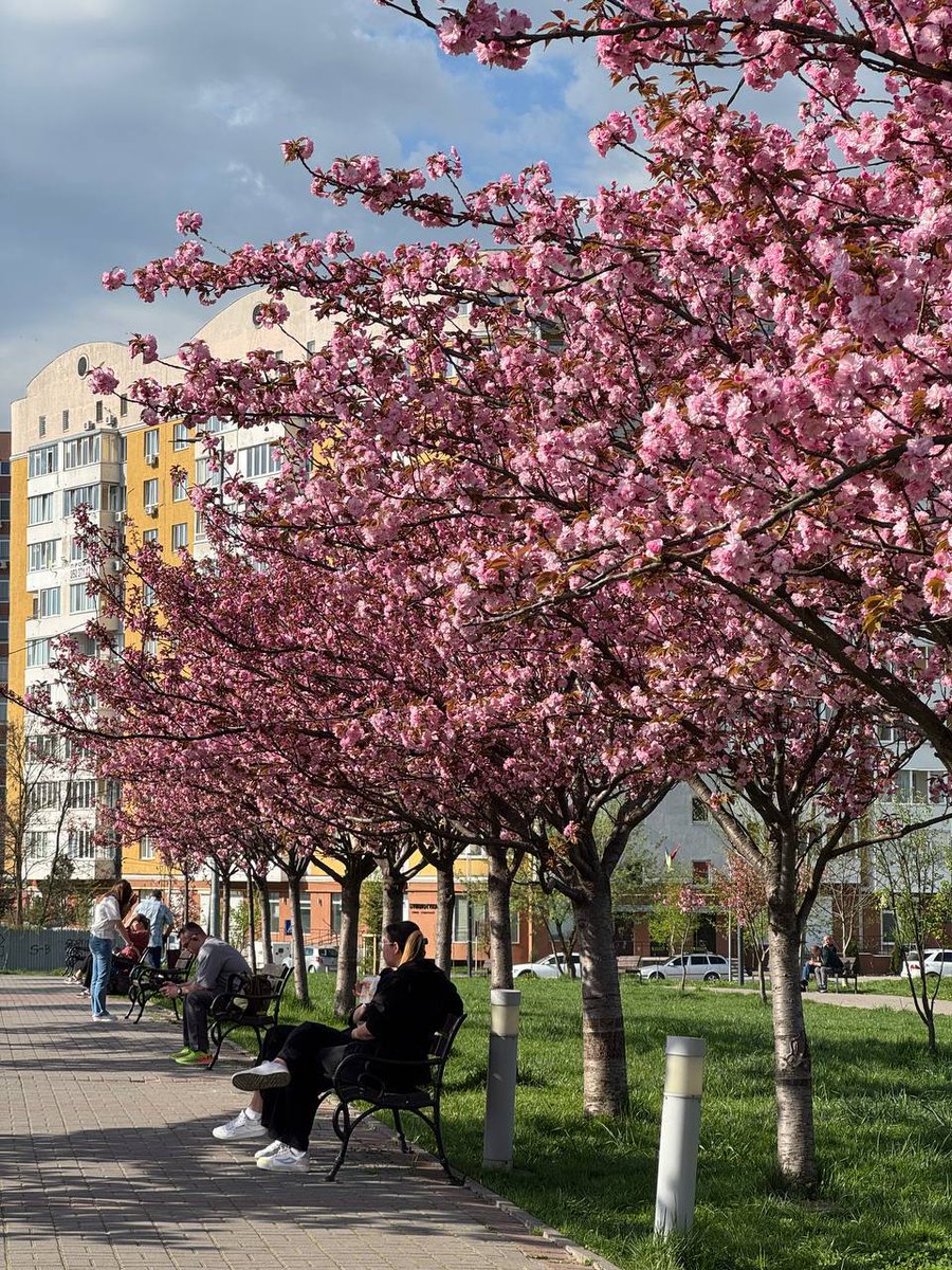 🌸 На сакури до Львова! Сезон цвітіння сакур на Сихові розпочався.

📷 Сихів Медіа