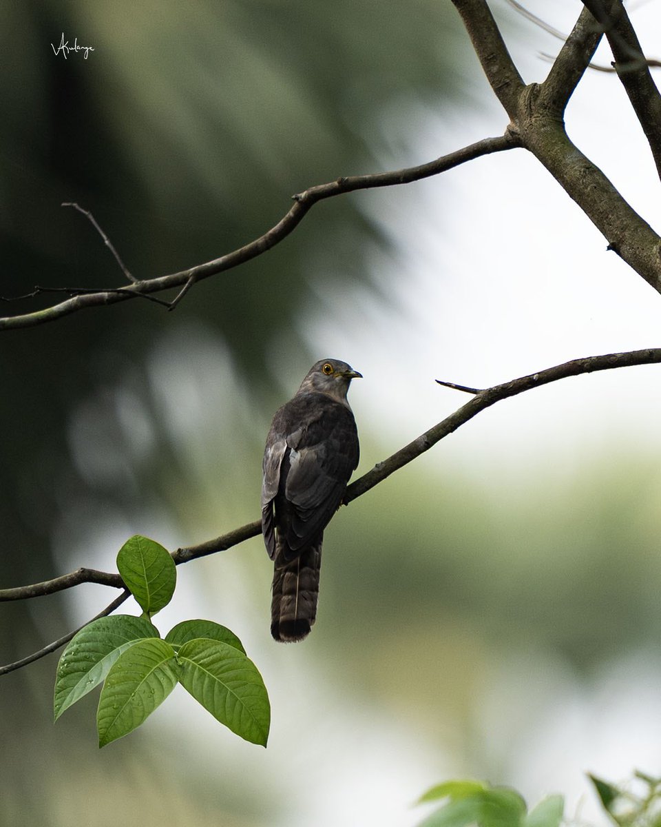 Vijay IAS (@vijaykulange) on Twitter photo Today is #EarthDay2025
Please respect the nature . We, the humans are not soul owner of this planet.
Views from Bharatpur forest in Bhubaneswar
<a href="/odisha_tourism/">Odisha Tourism</a> @ForesDeptt Today is #EarthDay2025
Please respect the nature . We, the humans are not soul owner of this planet.
Views from Bharatpur forest in Bhubaneswar
<a href="/odisha_tourism/">Odisha Tourism</a> @ForesDeptt