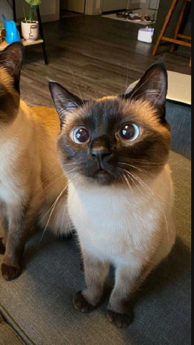 มุมมองเลิฟลี่ผู้โชคดีคนนั้น🥺🐈‍⬛
#ShopeexTEN_STUNNER